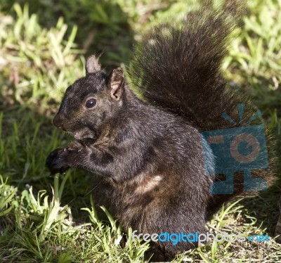 Beautiful Picture With A Black Squirrel Stock Photo