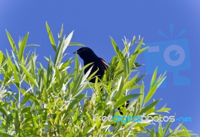 Beautiful Picture With A Blackbird Sitting Stock Photo