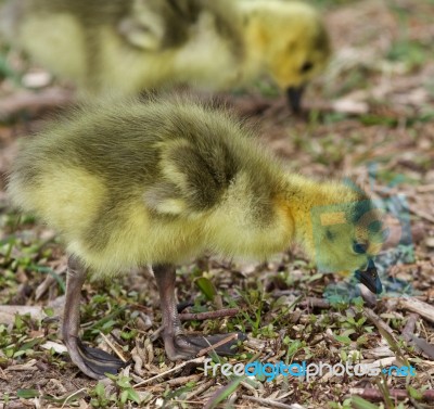 Beautiful Picture With A Chick Of The Canada Geese Stock Photo