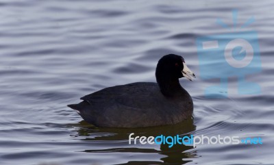 Beautiful Picture With A Coot Swimming In Lake Stock Photo