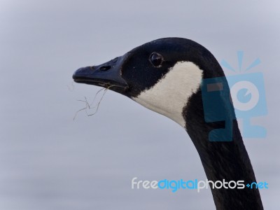 Beautiful Picture With A Cute Canada Goose Stock Photo