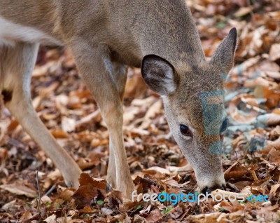 Beautiful Picture With A Cute Deer In The Forest Stock Photo