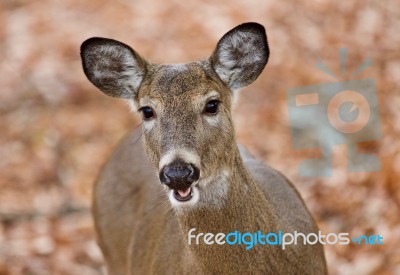 Beautiful Picture With A Cute Wild Deer With A Tongue In Forest Stock Photo