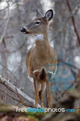 Beautiful Picture With A Deer Stock Photo