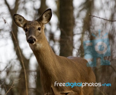 Beautiful Picture With A Deer In The Forest Stock Photo