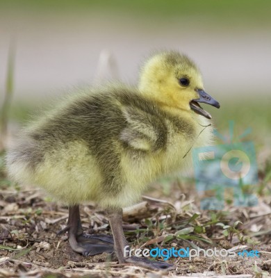 Beautiful Picture With A Funny Chick On The Grass Stock Photo