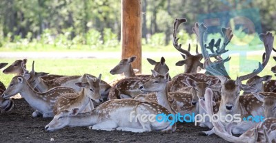 Beautiful Picture With A Group Of Cute Small Deer Stock Photo