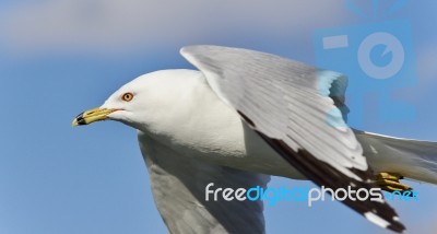 Beautiful Picture With A Gull Flying In The Sky Stock Photo