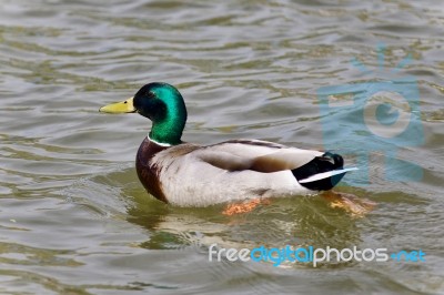 Beautiful Picture With A Mallard Swimming In Lake Stock Photo