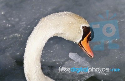 Beautiful Picture With A Mute Swan Drinking Water Stock Photo