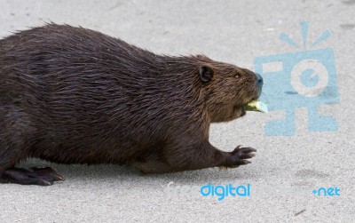 Beautiful Picture With A North American Beaver Stock Photo