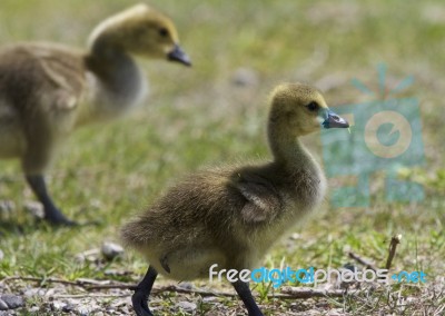 Beautiful Picture With A Pair Of Chicks Of The Canada Geese Stock Photo