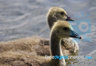 Beautiful Picture With A Pair Of Chicks Of The Canada Geese Swimming Together Stock Photo