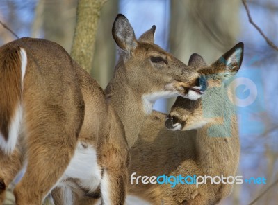 Beautiful Picture With A Pair Of The Cute Wild Deers Stock Photo