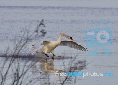 Beautiful Picture With A Powerful Swan's Landing Stock Photo