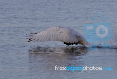 Beautiful Picture With A Powerful Swan's Take Off Stock Photo