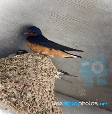 Beautiful Picture With A Swift In A Nest Stock Photo