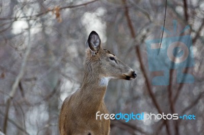 Beautiful Picture With A Wild Deer Looking Aside Stock Photo