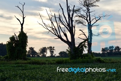 Beautiful Picture With An Amazing Old Trees Stock Photo