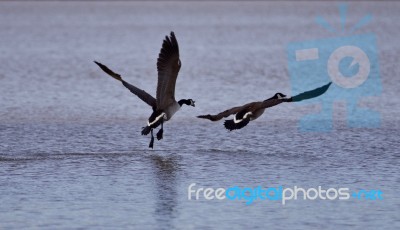 Beautiful Picture With Canada Geese In Flight Stock Photo