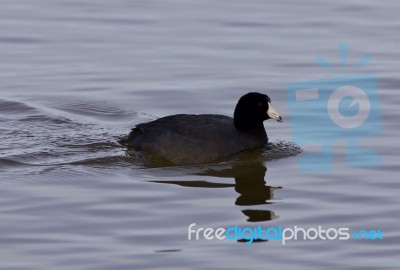 Beautiful Picture With Funny Weird American Coot In The Lake Stock Photo