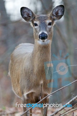 Beautiful Picture With The Cute Deer Stock Photo