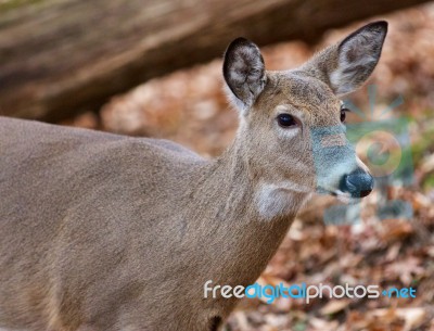 Beautiful Picture With The Cute Deer In The Forest Stock Photo