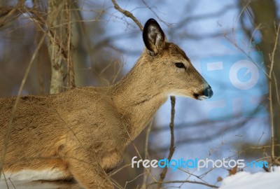 Beautiful Picture With The Cute Wild Deer Stock Photo