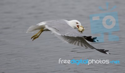 Beautiful Picture With The Gull Flying From The Water With Food Stock Photo