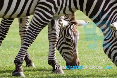 Beautiful Picture With Two Zebras Stock Photo