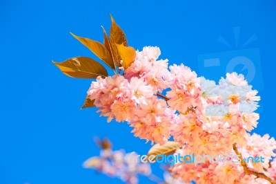 Beautiful Pink Blossoms Of A Plum Tree Stock Photo