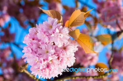 Beautiful Pink Blossoms Of A Plum Tree Stock Photo