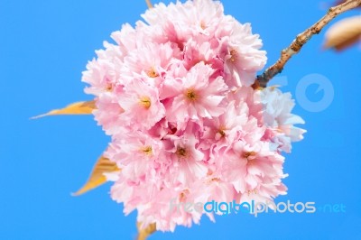 Beautiful Pink Blossoms Of A Plum Tree Stock Photo