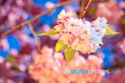 Beautiful Pink Blossoms Of A Plum Tree Stock Photo