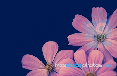 Beautiful Pink Cosmos Flower On Blue Background Stock Photo