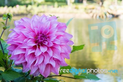 Beautiful Pink Dahlia Flower Blossom, Green Leaves And Blue Water. Fresh Floral Natural Background Stock Photo