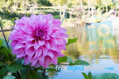 Beautiful Pink Dahlia Flower Blossom, Green Leaves And Blue Water. Fresh Floral Natural Background Stock Photo