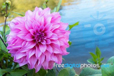 Beautiful Pink Dahlia Flower Blossom, Green Leaves And Blue Water. Fresh Floral Natural Background Stock Photo