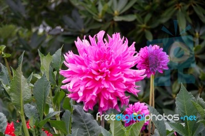 Beautiful Pink Dahlias Stock Photo