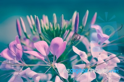 Beautiful Pink Floral Use As Background. Cross Process Stock Photo