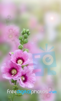 Beautiful Pink Flower Stock Photo