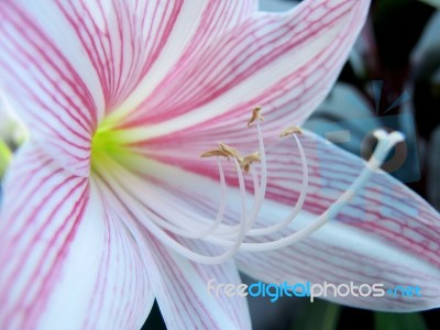 Beautiful Pink Flower Stock Photo