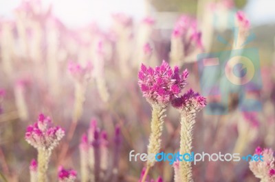 Beautiful Pink Flower Background Soft Background Stock Photo