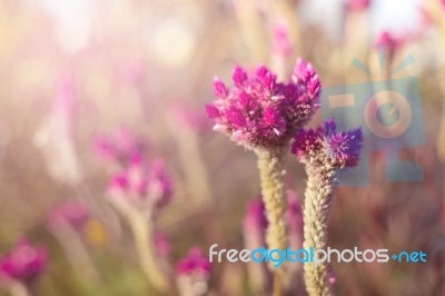 Beautiful Pink Flower Background Soft Background Stock Photo