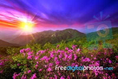 Beautiful Pink Flowers On Mountains At Sunset, Hwangmaesan Mountain In South Korea Stock Photo