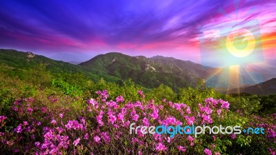 Beautiful Pink Flowers On Mountains At Sunset, Hwangmaesan Mountain In South Korea Stock Photo