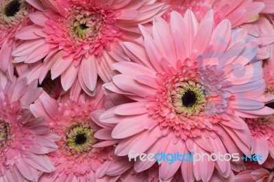 Beautiful Pink Gerbera Petals Close Up Stock Photo