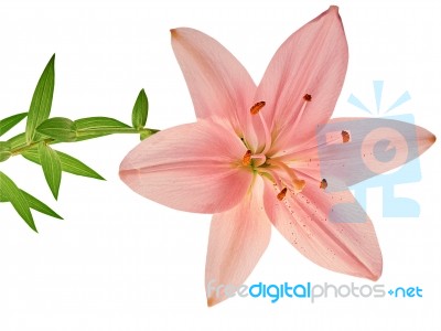 Beautiful Pink Lily Stock Photo