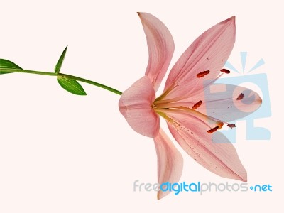 Beautiful Pink Lily Stock Photo