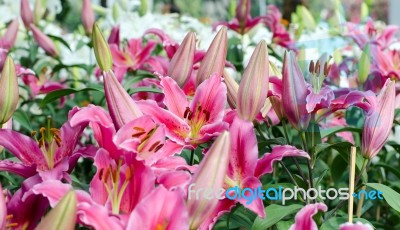 Beautiful Pink Lily In Winter Field Stock Photo